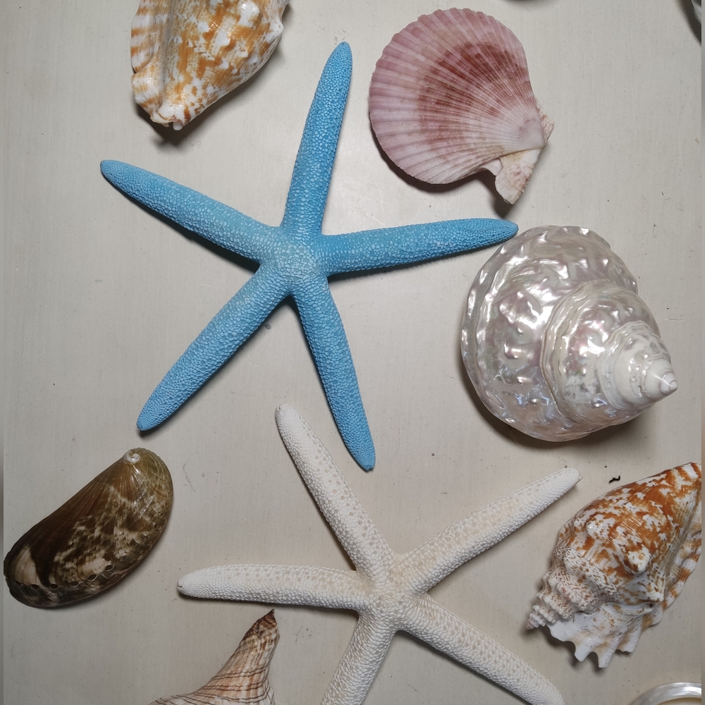 Assorted Seashell and Starfish Collection - Picture 2 of 6